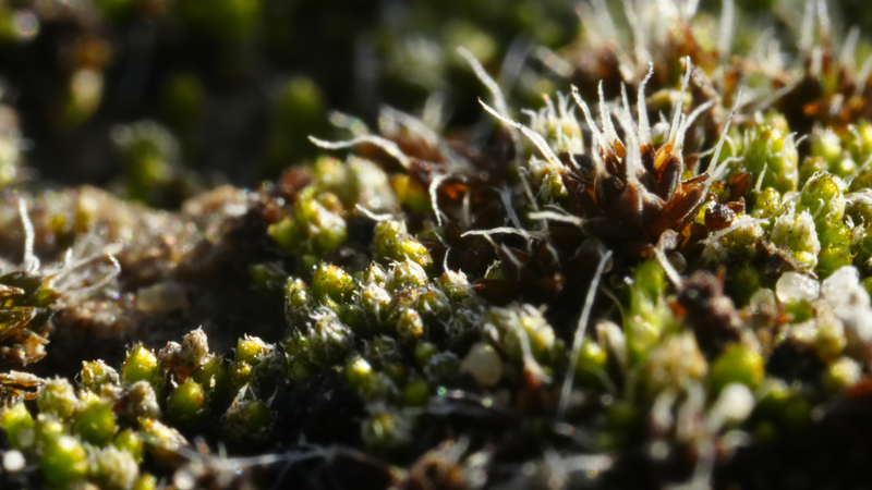 Desert_s_Living_Skin__How_Biological_Soil_Crust_Heals_Sandy_Ecosystems - My Global News: Voices of a New Era Desert_s_Living_Skin__How_Biological_Soil_Crust_Heals_Sandy_Ecosystems