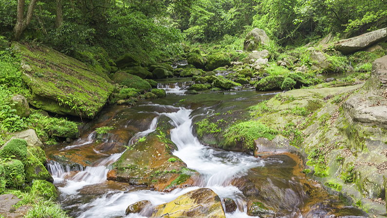Discover_Qianjiangyuan__Zhejiang_s_97__Forest_Oasis video poster