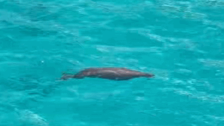Dugong Spotted off South China Sea Reef for First Time in 30 Years Dugong_Spotted_off_South_China_Sea_Reef_for_First_Time_in_30_Years