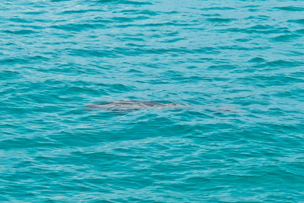 Dugongs Return to Yongshu Reef Waters in Nansha Islands Dugongs_Return_to_Yongshu_Reef_Waters_in_Nansha_Islands