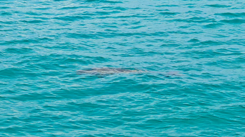 Dugongs_Return_to_Yongshu_Reef_Waters_in_Nansha_Islands