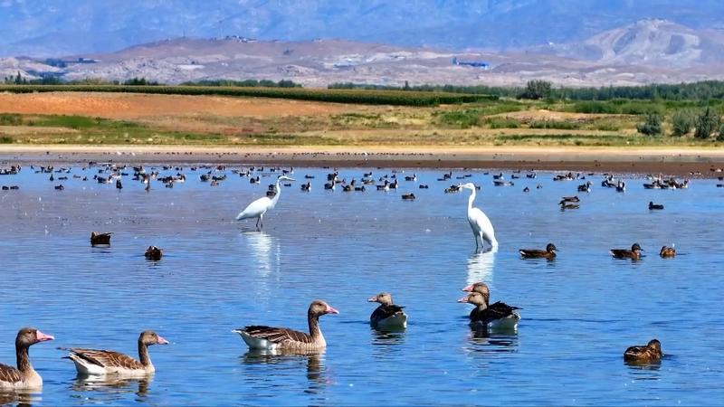 Autumn Wings: Migratory Birds Thrive at Xinjiang’s Aweitan Reservoir Autumn Wings: Migratory Birds Thrive at Xinjiang’s Aweitan Reservoir video poster