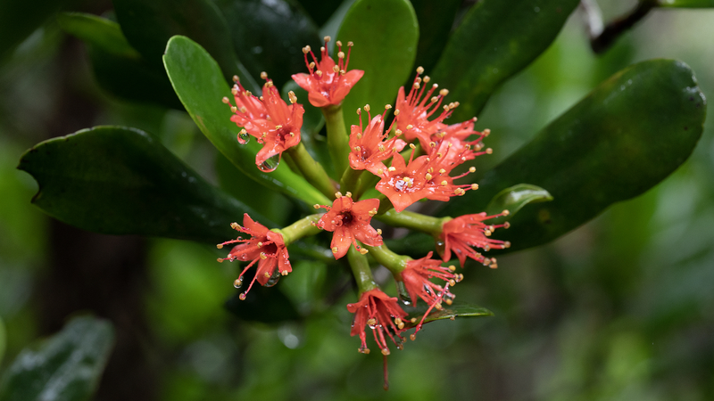 Fourth-Gen Mangroves Revive Hainan’s Coastline Fourth_Gen_Mangroves_Revive_Hainan_s_Coastline