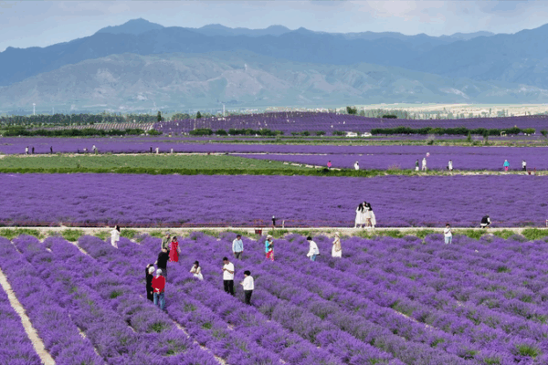 From Dusty Fields to Lavender Dreams: Xinjiang’s Rural Revival From_Dusty_Fields_to_Lavender_Dreams__Xinjiang_s_Rural_Revival