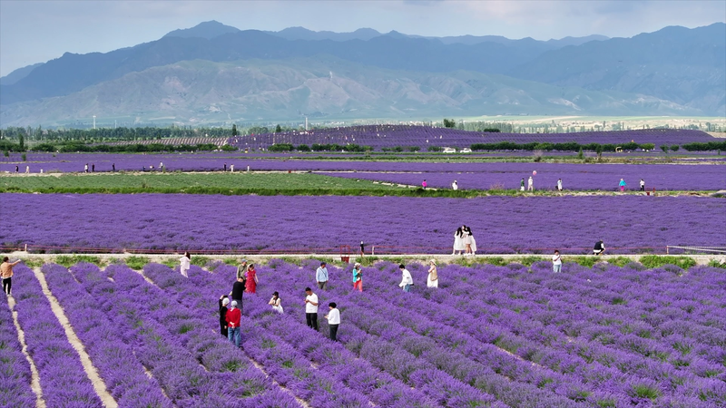From_Dusty_Fields_to_Lavender_Dreams__Xinjiang_s_Rural_Revival - My Global News: Voices of a New Era From_Dusty_Fields_to_Lavender_Dreams__Xinjiang_s_Rural_Revival