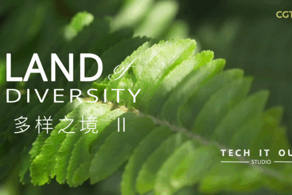 Yunnan’s Ancient Tea Trees: Brewing Culture atop Jingmai Mountain Yunnan’s Ancient Tea Trees: Brewing Culture atop Jingmai Mountain video poster