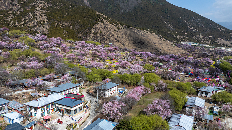 Galai’s Journey: From ‘Sky Road’ to Peach Blossom Prosperity in Xizang Galai_s_Journey__From__Sky_Road__to_Peach_Blossom_Prosperity_in_Xizang