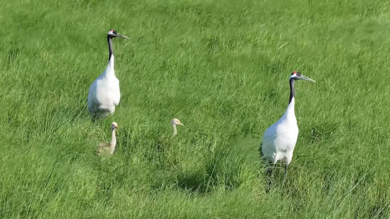 Heilongjiang_Wetlands_Host_250__Bird_Species__A_Migratory_Haven_poster - My Global News: Voices of a New Era Heilongjiang_Wetlands_Host_250__Bird_Species__A_Migratory_Haven video poster