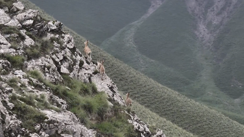 Ibex_Goats_Conquer_Sheer_Cliffs_in_Xinjiang_s_Kunlun_Mountains_poster - My Global News: Voices of a New Era Ibex_Goats_Conquer_Sheer_Cliffs_in_Xinjiang_s_Kunlun_Mountains video poster