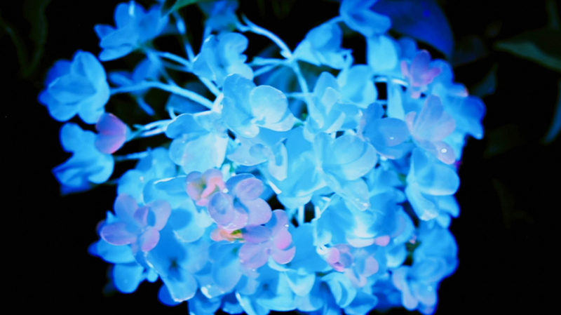 Inside ‘Blossoming China’: A Deep Dive into Floral Culture and Economy Inside__Blossoming_China___A_Deep_Dive_into_Floral_Culture_and_Economy
