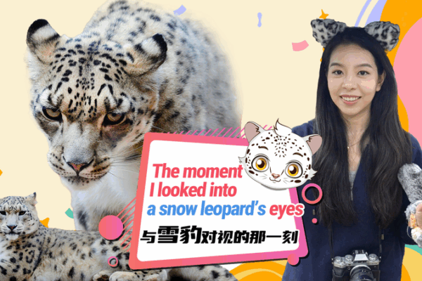 Into the Eyes of Plateau Snow Leopards: Stories of Survival Into_the_Eyes_of_Plateau_Snow_Leopards__Stories_of_Survival video poster