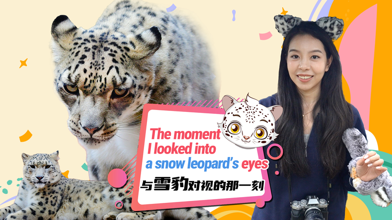 Into_the_Eyes_of_Plateau_Snow_Leopards__Stories_of_Survival video poster