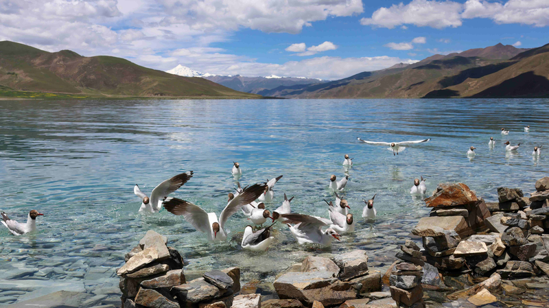 Life_on_the_Summit__How_Xizang_Thrives_at_4_000m