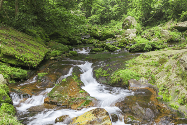 Explore Qianjiangyuan National Park: Zhejiang’s 97% Forest Sanctuary Explore Qianjiangyuan National Park: Zhejiang’s 97% Forest Sanctuary video poster