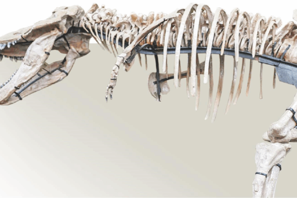 Massive Zhucheng Tyrannosaur Fossils Rival ‘Sue’ in Size Massive_Zhucheng_Tyrannosaur_Fossils_Rival__Sue__in_Size