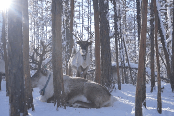 Meet the Reindeer: Spirits of the Chinese Mainland’s Frozen Forest Meet_the_Reindeer__Spirits_of_the_Chinese_Mainland_s_Frozen_Forest