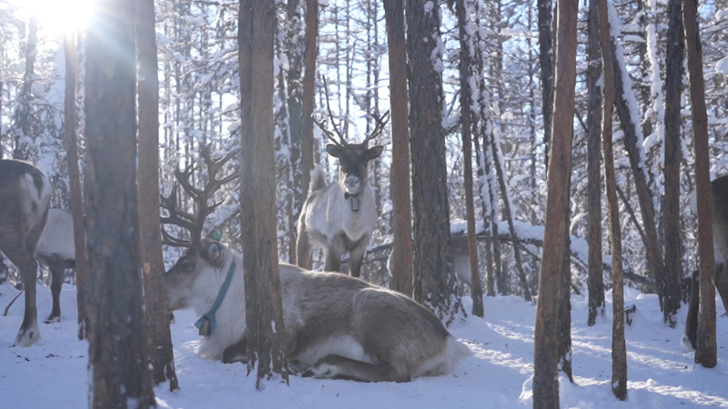 Meet_the_Reindeer__Spirits_of_the_Chinese_Mainland_s_Frozen_Forest - My Global News: Voices of a New Era Meet_the_Reindeer__Spirits_of_the_Chinese_Mainland_s_Frozen_Forest