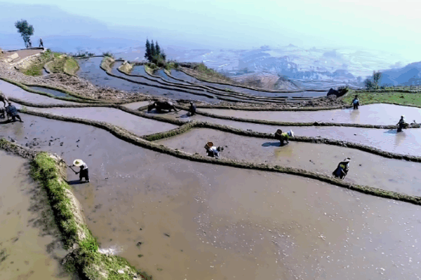 Millennial Terraces Reborn: How the Hani People Are Cultivating Prosperity Millennial_Terraces_Reborn__How_the_Hani_People_Are_Cultivating_Prosperity