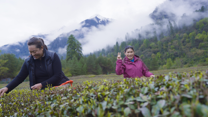 From Leaf to Butter Tea: Inside Cao Aiping’s High-Altitude Organic Tea Garden From Leaf to Butter Tea: Inside Cao Aiping’s High-Altitude Organic Tea Garden video poster