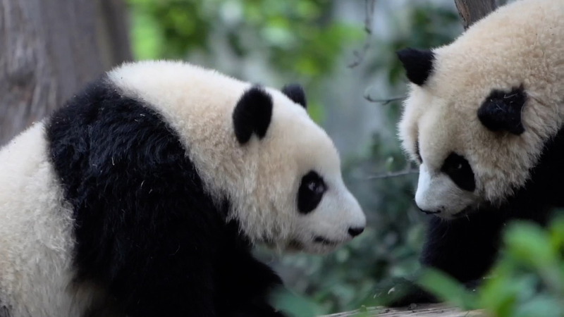 Pandas Charm World Games Athletes in Chengdu Pandas_Charm_World_Games_Athletes_in_Chengdu video poster