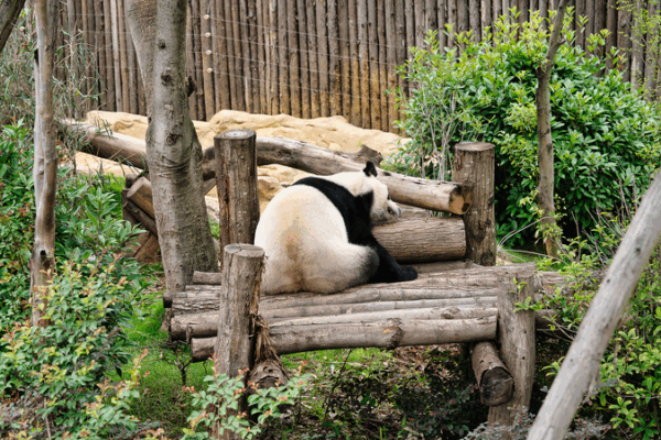 Pandas Greet Athletes Ahead of 2025 Chengdu World Games Tour Pandas_Greet_Athletes_Ahead_of_2025_Chengdu_World_Games_Tour video poster
