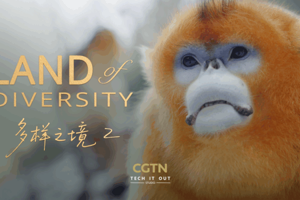 Qinling Mountains: A Shared Home for Humans and Wildlife Qinling_Mountains__A_Shared_Home_for_Humans_and_Wildlife video poster