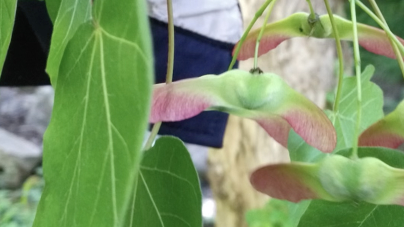 Rare_Acer_miaotaiense_Discovered_in_Shaanxi_Reserve