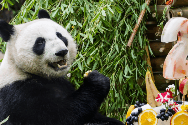 Russian-Born Panda Katyusha Celebrates 2nd Birthday with Global Fans Russian_Born_Panda_Katyusha_Celebrates_2nd_Birthday_with_Global_Fans