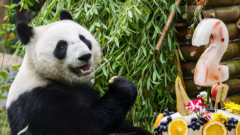 Russian_Born_Panda_Katyusha_Celebrates_2nd_Birthday_with_Global_Fans - My Global News: Voices of a New Era Russian_Born_Panda_Katyusha_Celebrates_2nd_Birthday_with_Global_Fans