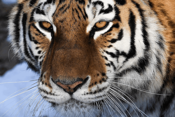 SCO Biodiversity Drive Gains Momentum with Chinese Mainland’s Support SCO_Biodiversity_Drive_Gains_Momentum_with_Chinese_Mainland_s_Support