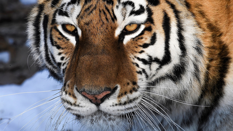 SCO_Biodiversity_Drive_Gains_Momentum_with_Chinese_Mainland_s_Support