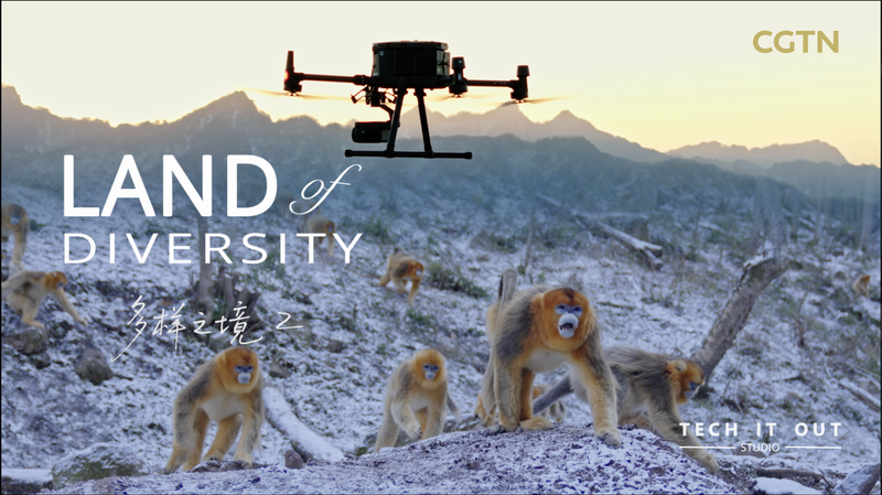 Smart Monkeys Get Face ID: AI Tracks Fast-Moving Primates Smart_Monkeys_Get_Face_ID__AI_Tracks_Fast_Moving_Primates video poster