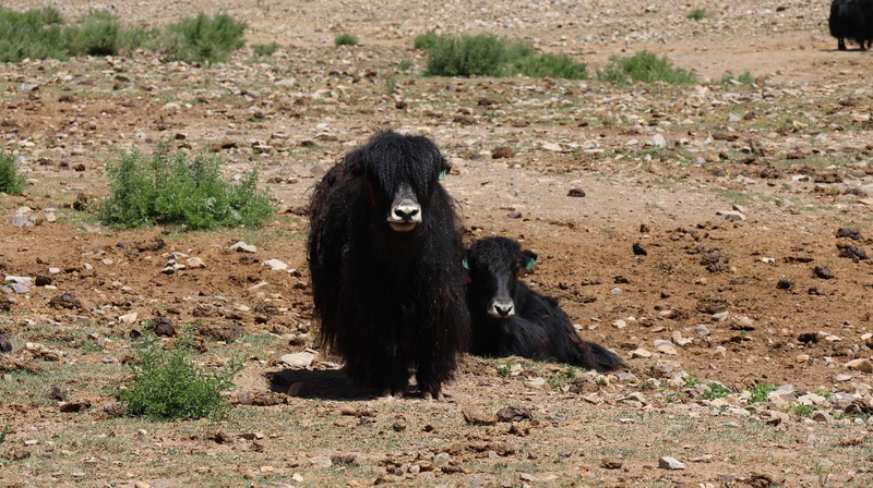 Smart Ranch Blends Highland Herding with Tech on Snowy Plateau Smart_Ranch_Blends_Highland_Herding_with_Tech_on_Snowy_Plateau