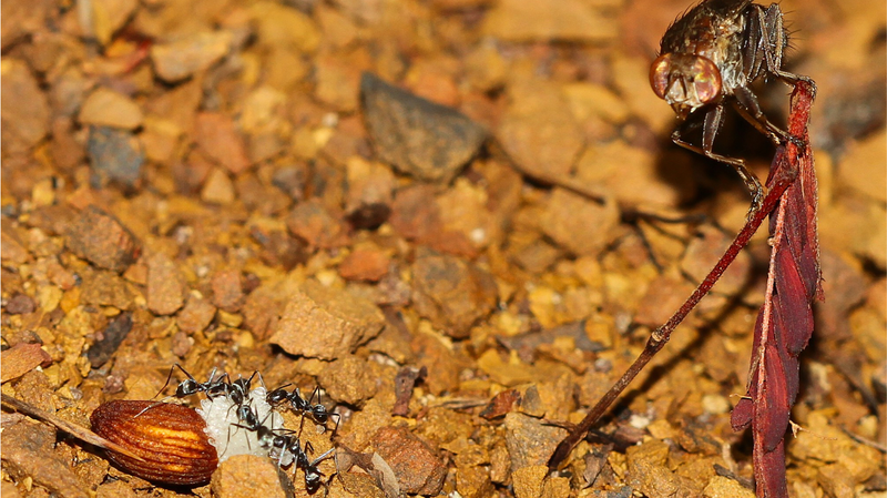 The_Great_Seed_Thief__How_a_Fly_Is_Rewriting_Plant_Science