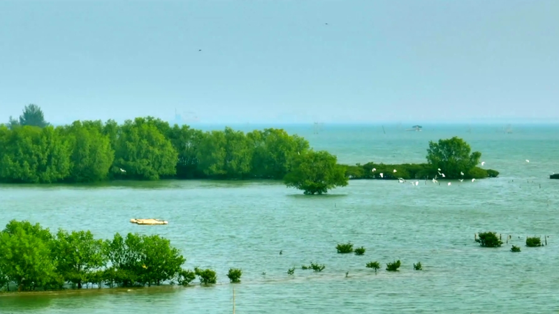 Tidal Guardians: Symphony of Life in Mangrove Forests Tidal_Guardians__Symphony_of_Life_in_Mangrove_Forests