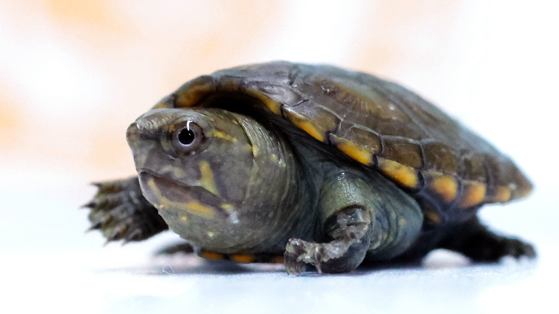 Tiny_Triumph__World_s_Smallest_Freshwater_Turtle_Hatches_at_Guadalajara_Zoo - My Global News: Voices of a New Era Tiny_Triumph__World_s_Smallest_Freshwater_Turtle_Hatches_at_Guadalajara_Zoo