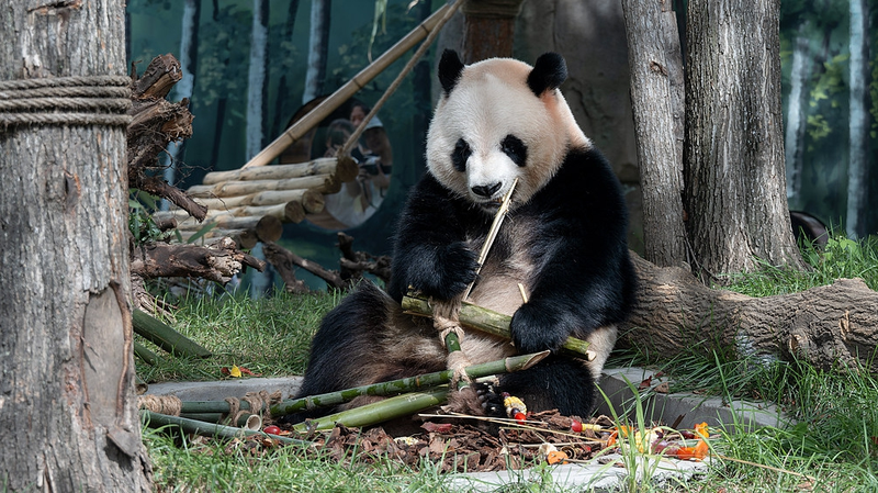 Twin Pandas Zhi Shi and Zhi Ma Debut in Harbin Twin_Pandas_Zhi_Shi_and_Zhi_Ma_Debut_in_Harbin