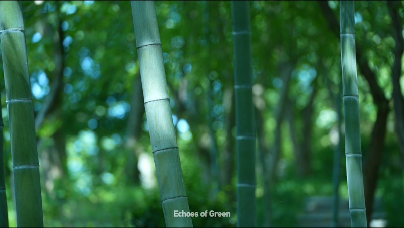 The Sound of Bamboo: Anji’s Living Forest Symphony The Sound of Bamboo: Anji’s Living Forest Symphony video poster