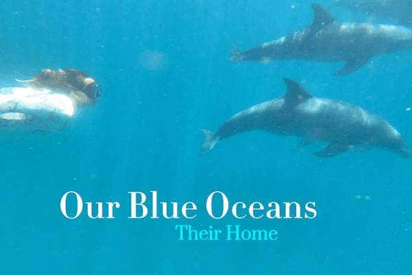 UN@80: Ceramicist Megan White’s Call for Blue Oceans UN_80__Ceramicist_Megan_White_s_Call_for_Blue_Oceans video poster