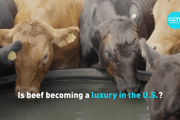 U.S. Beef Prices Hit Record High as Cattle Herd Shrinks U_S__Beef_Prices_Hit_Record_High_as_Cattle_Herd_Shrinks video poster