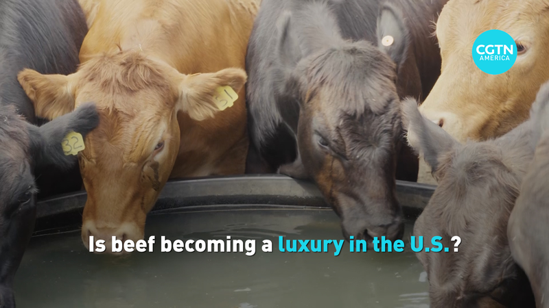U_S__Beef_Prices_Hit_Record_High_as_Cattle_Herd_Shrinks video poster