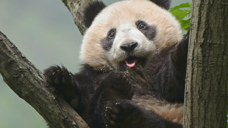 Green Tech Takes Center Stage at China’s Third National Park Forum