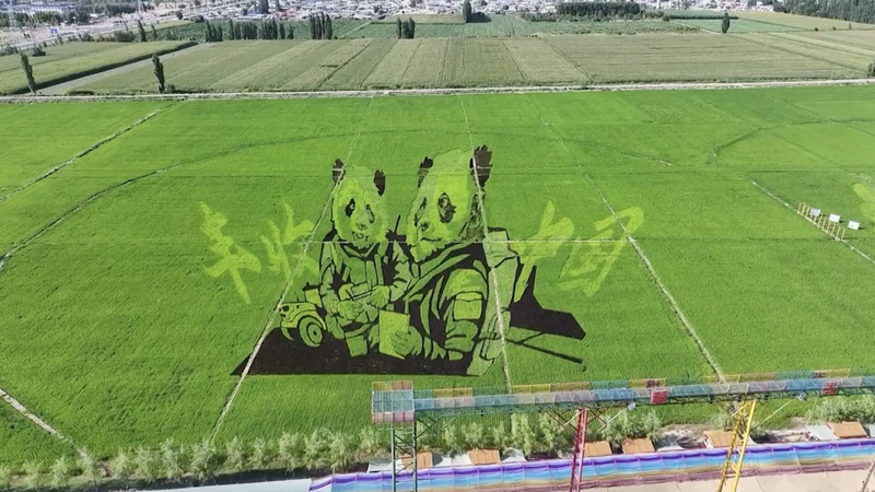 Vibrant Rice Paddy Art in Xinjiang Captivates Tourists Vibrant_Rice_Paddy_Art_in_Xinjiang_Captivates_Tourists video poster