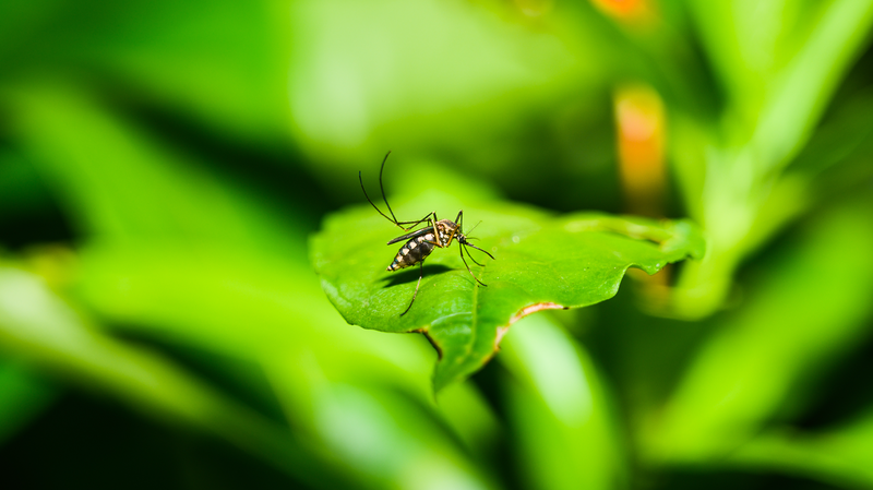 WHO_Warns__Chikungunya_Hits_119_Countries