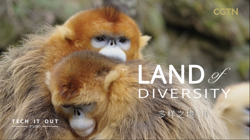 Who’s the Boss? Inside Golden Snub-Nosed Monkey Families Who_s_the_Boss__Inside_Golden_Snub_Nosed_Monkey_Families video poster