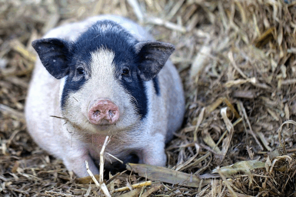World’s First Gene-Edited Pig Lung Transplant Eases Organ Shortages World_s_First_Gene_Edited_Pig_Lung_Transplant_Eases_Organ_Shortages