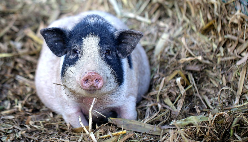 World_s_First_Gene_Edited_Pig_Lung_Transplant_Eases_Organ_Shortages