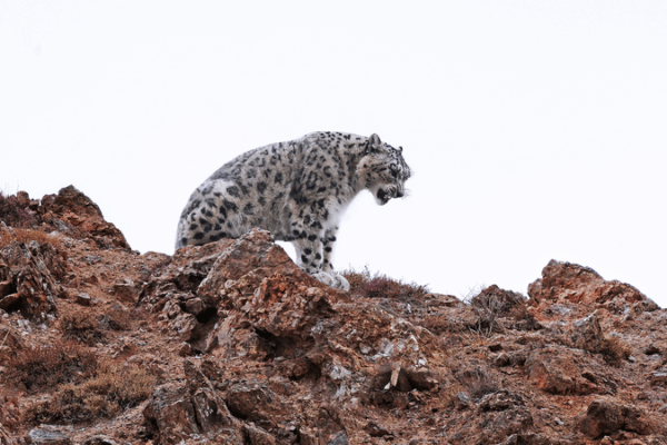 Chinese Mainland’s Expanding National Parks Drive Giant Panda Comeback