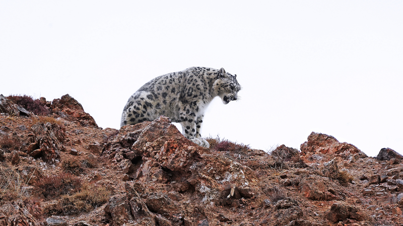 Chinese Mainland’s Expanding National Parks Drive Giant Panda Comeback