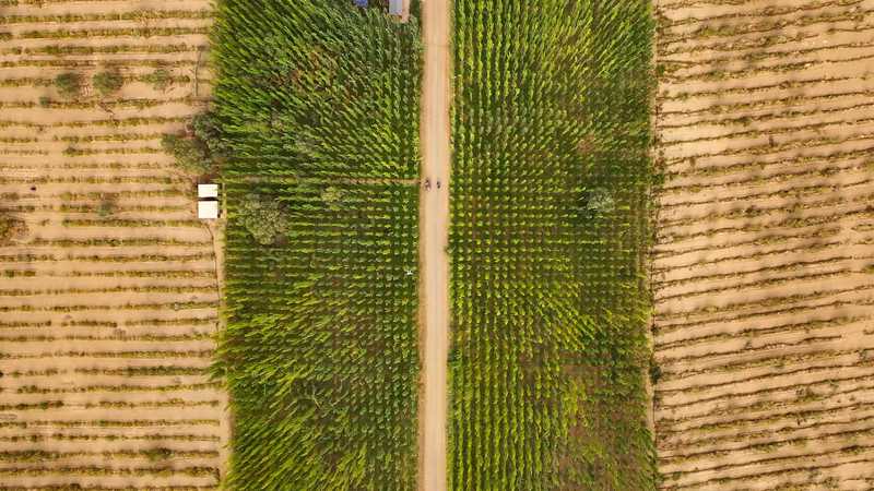 XDOLS3WM6W5D2WSQ9HFO - My Global News: Voices of a New Era From Sand to Shelterbelts: Makit County’s Green Transformation